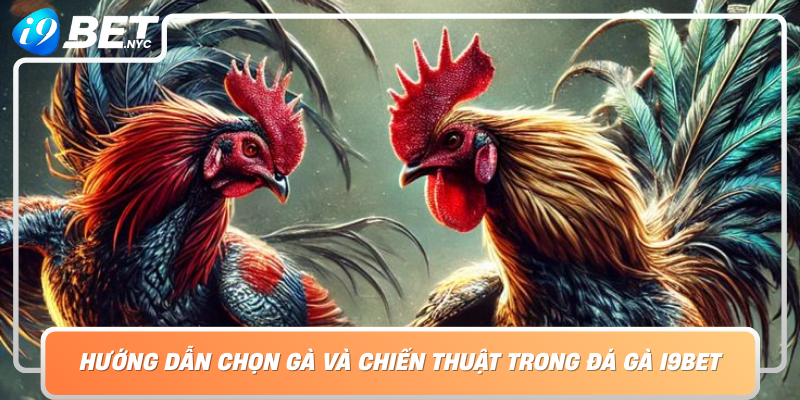 Huong Dan Chon Ga Va Chien Thuat Trong Da Ga I9Bet