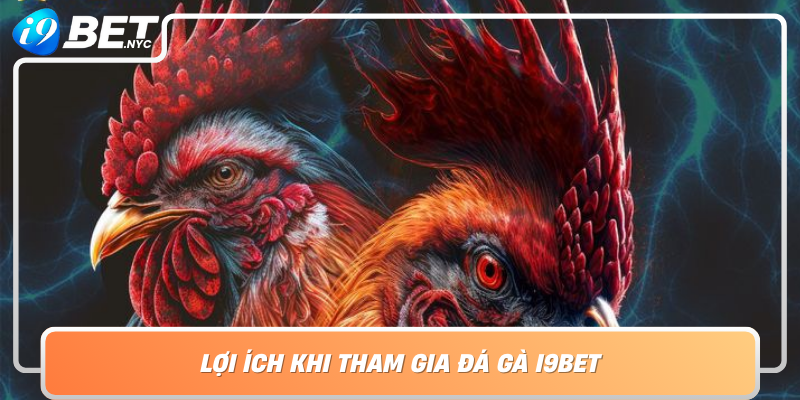 Loi Ich Khi Tham Gia Da Ga I9Bet